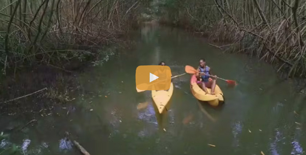 Kayak in the mangrove